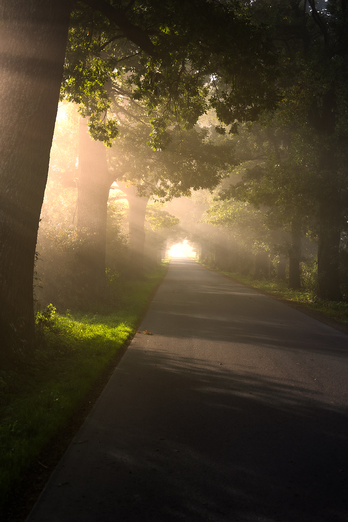 Stare Dęby k. Ulucza