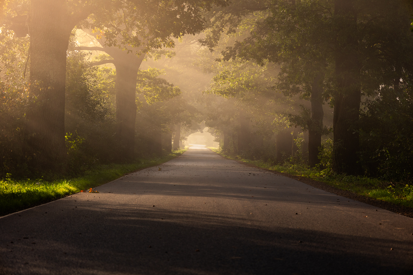 Stare Dęby k. Ulucza